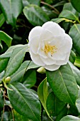 Camellia Tricolor White