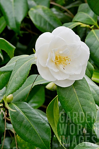Camellia_Tricolor_White