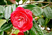 Camellia Julia Drayton