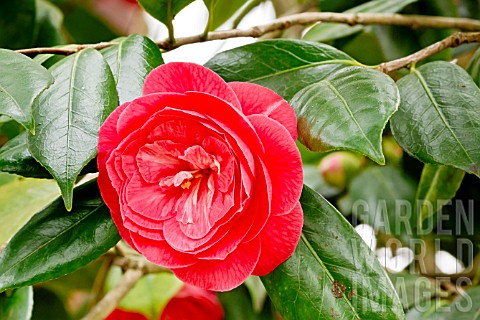 Camellia_Julia_Drayton