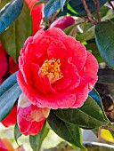 Camellia Kellingtonia