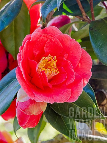 Camellia_Kellingtonia