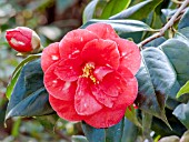 Camellia Me Picouline