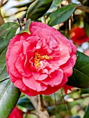 Camellia Purple Emperor
