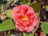 Camellia Guilio Nuccio