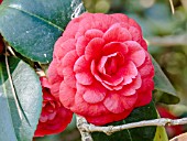 Camellia Margherita Coleoni