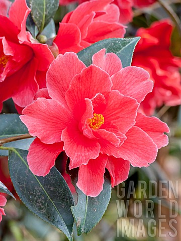 Camellia_Freedom_Bell
