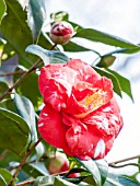 Camellia Madame Picouline