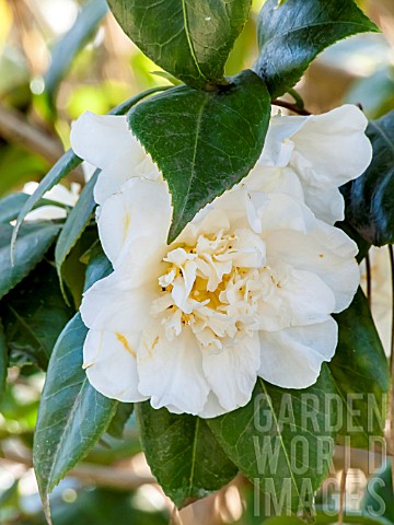 Camellia_Monsieur_Paugam