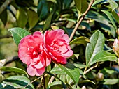 Camellia Anticipation