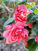 Camellia Triumphans