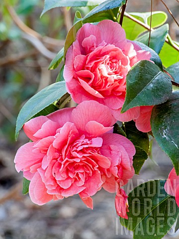 Camellia_Triumphans