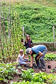 Grandfather and his granddaughters gardening in a vegetable garden in summer, Moselle, France