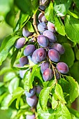 Quetsche plums on the tree in summer, Alsace, France