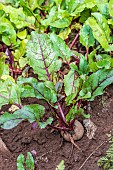 Red Beet in a vegetable garden in summer, Moselle, France