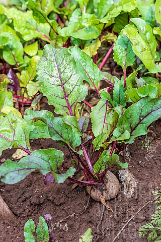Red_Beet_in_a_vegetable_garden_in_summer_Moselle_France