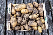 José potato harvest, summer, Moselle, France