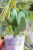 Polka dot Cactus (Opuntia microdasys) Caress grown in pots indoors: this cactus has no thorns.
