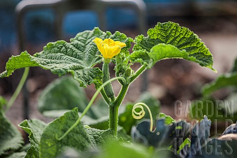 Freshly_blooming_cucumber_flower_on_the_plant_in_the_vegetable_garden