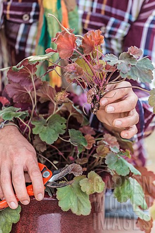Cutting_the_heuchera_in_steps_1_Cutting_stems_on_the_periphery_of_the_clump