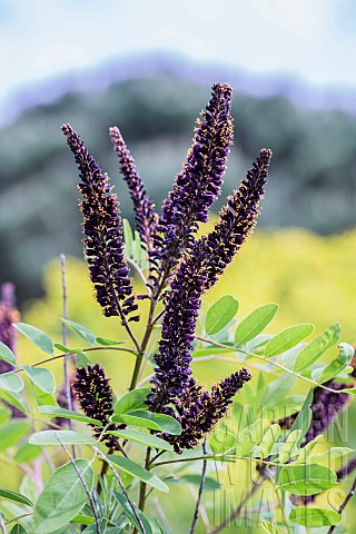 Bastard_indigo_Amorpha_fruticosa_in_bloom_in_May_Drought_resistant_shrub_but_sometimes_considered_an