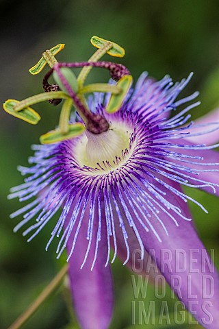Detail_of_the_hybrid_passionflower_Lavender_Lady