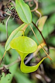 Sumatran Nepenthes Urn (Nepenthes inermis), tropical carnivorous plant