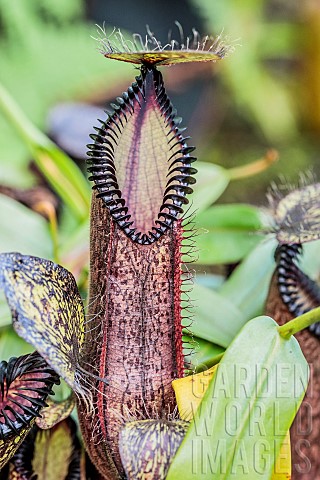 Sulawesi_Nepenthes_Urn_Nepenthes_hamata_a_carnivorous_plant_tinged_with_black