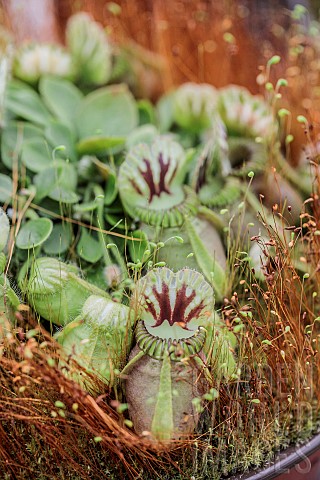 Albany_pitcher_plant_Cephalotus_follicularis_urnes_in_cultivated_form_Hummers_Giant_variety