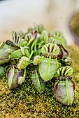 Albany pitcher plant (Cephalotus follicularis) Martens Exotic, a cultivated form of a dwarf carnivorous plant.