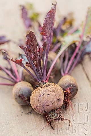 Freshly_harvested_Pablo_F1_red_beets