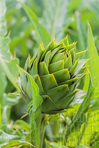 Prickly_artichoke_a_variety_from_southern_Europe