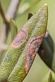 Symptom of peacock leaf spot (Spilocaea oleagina) on an olive leaf