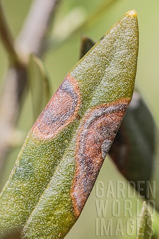 Symptom_of_peacock_leaf_spot_Spilocaea_oleagina_on_an_olive_leaf