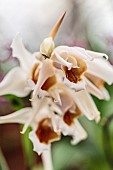 Coelogyne Memoria Louis Forget, fragrant orchid