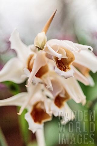 Coelogyne_Memoria_Louis_Forget_fragrant_orchid