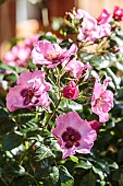 Queen Pink, a variety of the Babylon Eye series, a hybrid of Rosa persica, very drought resistant.