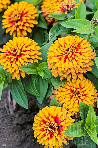 Zinnia_Swizzle_in_bloom_Elegant_variety_of_zinnia_with_double_and_bicoloured_flower_heads_and_dark_h