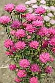 China aster (Callistephus chinensis) Baby Rose Pink. A very compact variety, mainly for cut flowers or as a planter arrangement.
