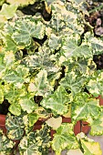 Golden Cecile ivy. Irregularly variegated variety with light yellow and green patches, for potted or shaded ground cover.
