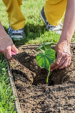Planting_of_a_cucumber_plant_in_May