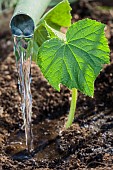Planting of a cucumber plant, in May. Watering