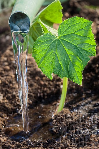 Planting_of_a_cucumber_plant_in_May_Watering