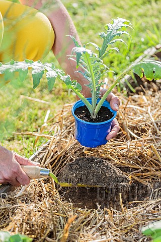 Planting_an_artichoke_plant_in_spring