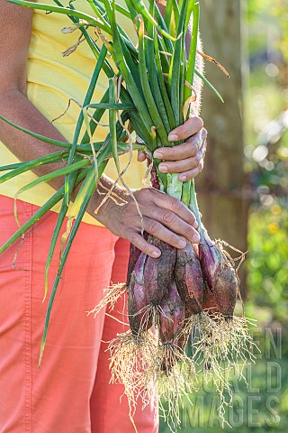 Rouge_de_Simiane_onions_freshly_harvested_from_the_garden_and_held_in_bunches