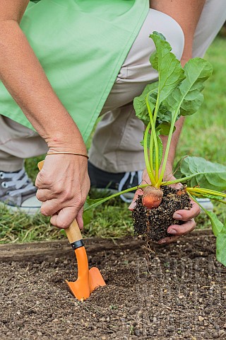 Beet_Burpees_Golden_prepared_in_buckets_and_transplanted_in_the_garden