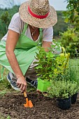 Woman planting a plant of lemon balm in the vegetable garden in springtime