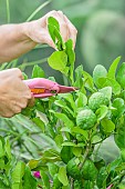 Shorten a straight shoot of combava (Citrus hystrix) with pruning shears.