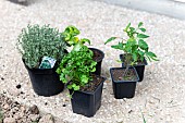 Thyme, parsley and tomato plants before spring planting, Pas de Calais, France