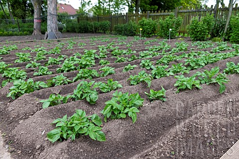 Rows_of_potatoes_Solanum_tuberosum_in_a_vegetable_garden_in_spring_Pas_de_Calais_France
